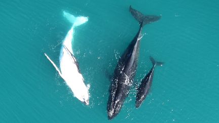 Image non datée d'une baleine franche avec son baleineau blanc, prise au large de la côte ouest australienne et publiée le 6 septembre 2016. (FREDERIK CHRISTIANSEN / MURDOCH UNIVERSITY / AFP)