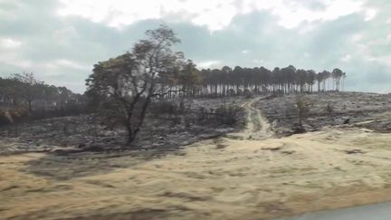 Incendies en Gironde : le défi pour reconstruire la forêt des Landes