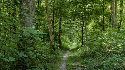 Forêt de Mormal, dans le parc naturel regional de l'Avesnois (Nord). (JEAN-MARC QUINET / MAXPPP)