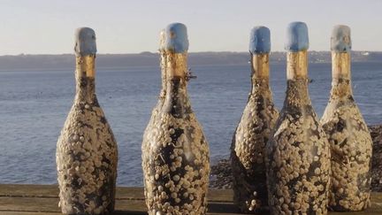 Vingt mille bouteilles ont été mises à la mer, dans une cave sous-marine. France Télévisions a pu assister à la mise à l'eau. (France 3)