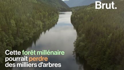 C'est la plus grande forêt du pays et un écosystème unique au monde mais elle pourrait perdre des milliers d'arbres. La cause ? Un projet de l'administration Trump…