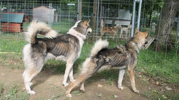 L'association Eden Valley a recueilli dans la Dr&ocirc;me dix chiens du camp de Nicolas Vanier, vendredi 11 juillet 2014. (ASSOCIATION EDEN VALLEY)