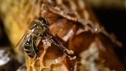 Un abeille, à Pont-de-Monvert, en Lozère, le 25 juin 2018. (SYLVAIN THOMAS / AFP)