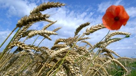 Champ de blé, avec coquelicot (AFP/MYCHELE DANIAU)