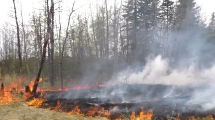 Depuis quatre jours, 160 000 hectares ont été détruits par des feux gigantesques dans l'Alberta, à l'ouest du Canada. Près de 30 000 personnes ont été obligées d'évacuer. (FRANCEINFO)