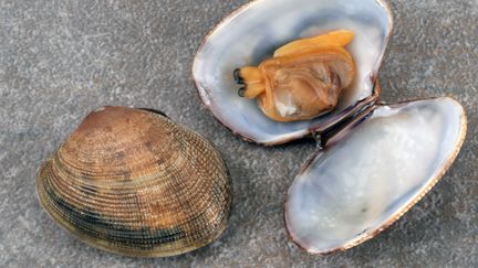 Un important trafic de pêche illégale démantelé, 24 tonnes de palourdes prélevées illégalement dans l'étang de Berre