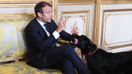 Le président de la République, Emmanuel Macron et son chien Nemo, à l'Elysée.&nbsp;&nbsp;&nbsp; (ALAIN JOCARD / POOL)