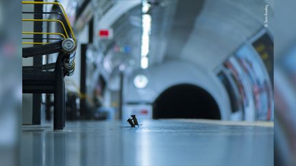 Cette photo de deux souris combattant a remporté le prix du public du concours du Museum d'histoire naturelle de Londres. (SAM ROWLEY)