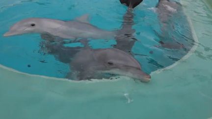 Des dauphins en captivité à Nantes (FRANCEINFO)