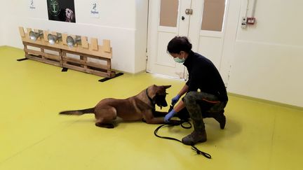 Gun,&nbsp;un berger belge malinois, est formé à détecter l'odeur du Covid-19 sur l'humain. (BENJAMIN ILLY / RADIOFRANCE)