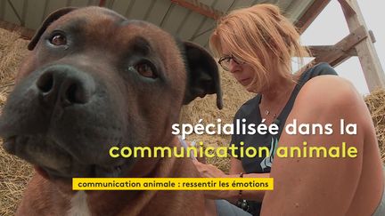 la communication animale