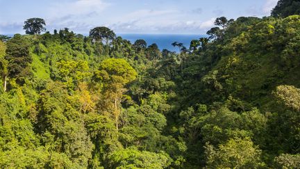 Sur l'île volcanique de Bioko en Guinée équatoriale, la forêt humide recèle des bois rares très convoités (photo du 3 novembre 2017). (MICHAEL RUNKEL / ROBERT HARDING PREMIUM)