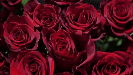 Saint-Valentin : le Kenya, premier producteur de roses au monde