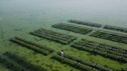 Pays-Bas :&nbsp;déguster des huîtres au bord de la mer de&nbsp;Zélande (FRANCE 2)