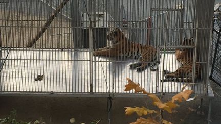 Des tigres du cirque Bormann dans leur cage, dans le XVe arrondissement de Paris, le 24 novembre 2017. (ALEXANDRE LECHENET / FRANCE TELEVISIONS)