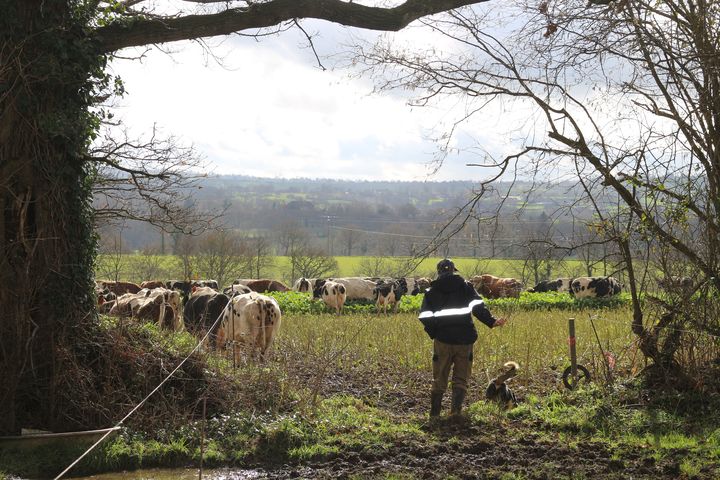 Vincent Gosselin et sa chienne de berger, Ibra, mènent le troupeau de vaches laitières au pré, à Fervaches (Manche) le 11 février 2016. (BENOIT ZAGDOUN / FRANCETV INFO)