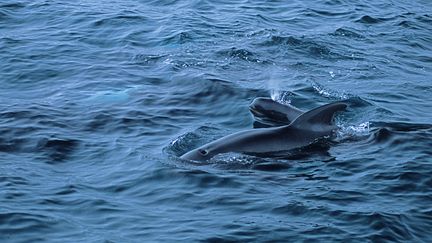 Sauvetage de dauphins sur l'île de Ré