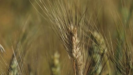 Italie : le pays fait le choix de relocaliser la culture du blé pour ses pâtes