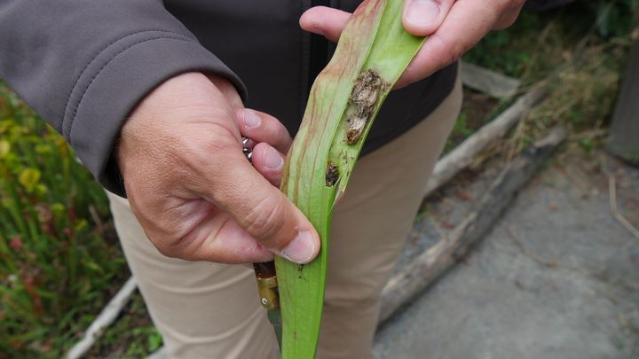 Voilà ce qu'il reste des insectes une fois la digestion terminée chez une sarracénie.&nbsp; (ISABELLE MORAND / RADIO FRANCE / FRANCE INFO)