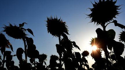 Canicule : un nouvel épisode de fortes chaleurs attendu