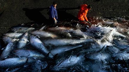 Pêche au thon rouge (AFP - José Luis Roca)