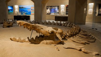 La région de&nbsp;Fayoum, au sud du Caire,&nbsp;abrite&nbsp;également la Vallée des baleines, où sont exposés plus d'une centaine de fossiles&nbsp;"inestimables", selon l'Unesco.  (AHMED AL SAYED / ANADOLU AGENCY)