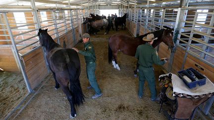 des 400 chevaux que compte l'actuelle écurie de la CBP proviennent de ces programmes de formation WHIP mis en place dans différents Etats.     (Mike Blake / Reuters)