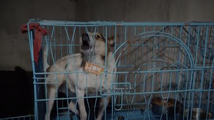 Chine : une retraitée sauve les chiens errants