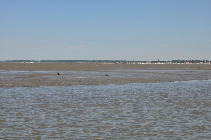 Sur cette photographie prise en juin 2016 devant Taussat (Gironde), "il n'y a plus aucun herbier là où ils étaient présents il y a quelques années", regrette Patrick Ransinan. (PATRICK RANSINAN)