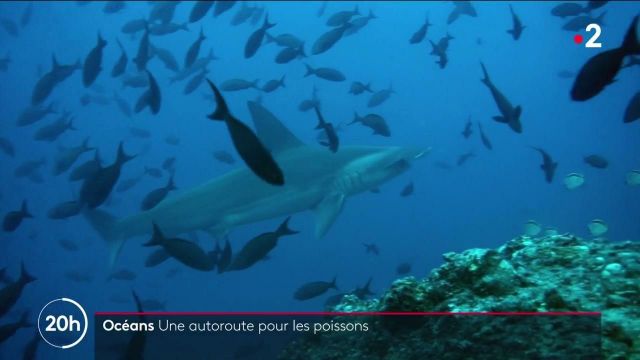 Ozeane: In Südamerika schützt eine Unterwasserautobahn die Verkehrswege der Fische