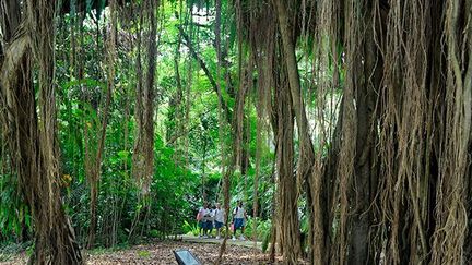 Il est le seul jardin au monde à inclure une parcelle (6 hectares) de forêt primaire en son sein où dix espèces d’arbres que l’on pensait avoir disparus ont pu être redécouvertes. (AFP PHOTO / ROSLAN RAHMAN)