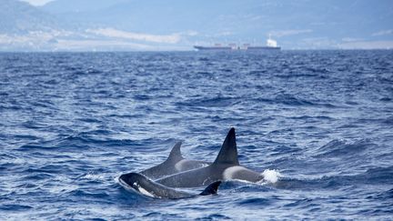 Une famille d'orques sur la côte de Tarifa (Espagne), au large du détroit de Gibraltar. (MARCO SIMONI / ROBERT HARDING HERITAGE / AFP)