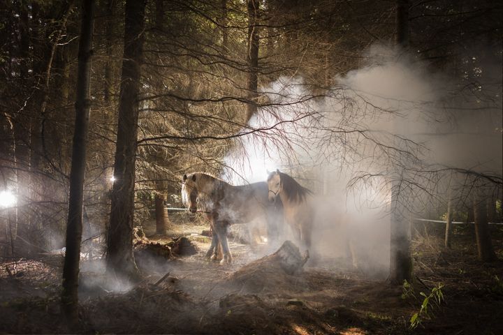 Les chevaux du centre hippique de la forêt de Moulière (Nicolas Henry)