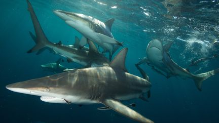 Des requins citrons et des requins gris &eacute;taient en train d'attaquer un banc de poissons pr&egrave;s des c&ocirc;tes de Noum&eacute;a. (MAURICIO HANDLER / NATIONAL GEOGRAPHIC / GUETTY IMAGES)