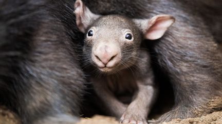 Des wombats à&nbsp;Duisbourg, en Allemagne, le 4 avril 2018. (ROLF VENNENBERND / DPA / AFP)