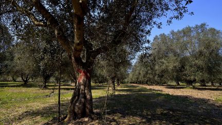 Des oliviers infest&eacute;s par la bact&eacute;rie "Xylella fastidiosa" sont marqu&eacute;s d'une croix rouge, le 13 avril 2015 &agrave; Oria (Italie).&nbsp; (GAETANO LO PORTO / AP / SIPA)