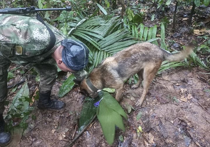 A dog and a Colombian soldier identify a pair of scissors found in the forest, on May 17, 2023, in Colombia.  (COLOMBIAN ARMY/AFP)