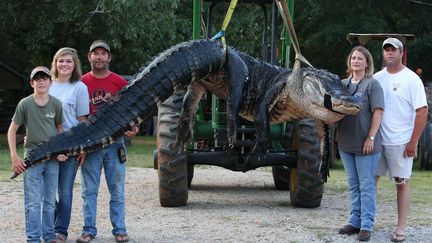 La famille Stokes a attrap&eacute; un alligator de 4,5 m&egrave;tres de long et pesant plus de 450 kilos dans l'Etat d'Alabama (Etats-Unis), samedi 16 ao&ucirc;t 2014.&nbsp; (SHARON STEINMANN/AP/SIPA / AP)