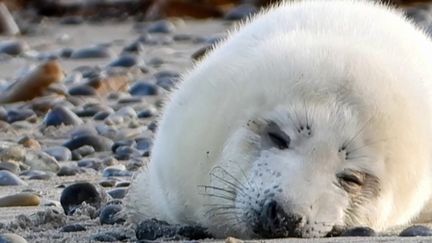 Mer du Nord : Le boom de la natalité chez les phoques