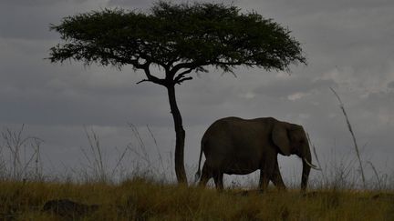 Un éléphant africain, dans le parc de Masai Mara, au Kenya, en septembre 2016. (CARL DE SOUZA / AFP)