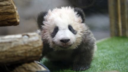 Le panda Yuan Meng au zoo de Beauval (Loir-et-Cher), le 4 décembre 2017. (THIBAULT CAMUS / AFP)