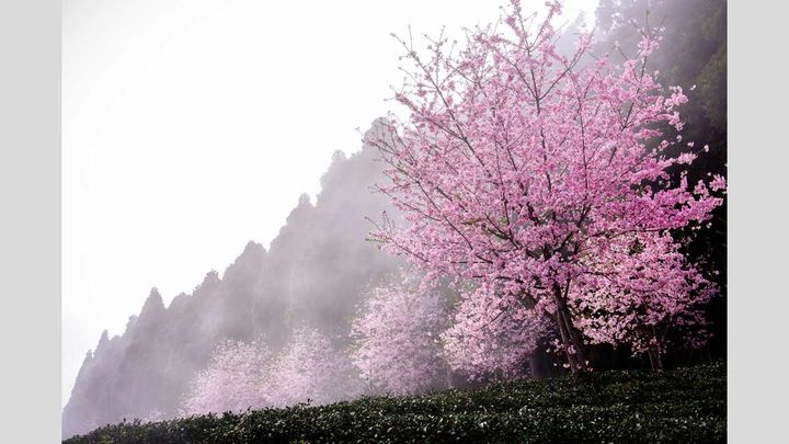 &nbsp; (Les prunus sont fragiles, attention à la taille © Pai-Shih Lee / Gettyimages)