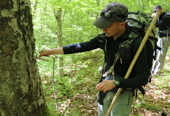 J&eacute;r&ocirc;me Sentilles, technicien de l'Office national de la chasse et de la faune sauvage (ONCFS), verse de l'essence de t&eacute;r&eacute;benthine sur le tronc d'un arbre, le 15 mai 2014,&nbsp;dans la vall&eacute;e du Rib&eacute;rot (Ari&egrave;ge). (BENOIT ZAGDOUN / FRANCETV INFO)