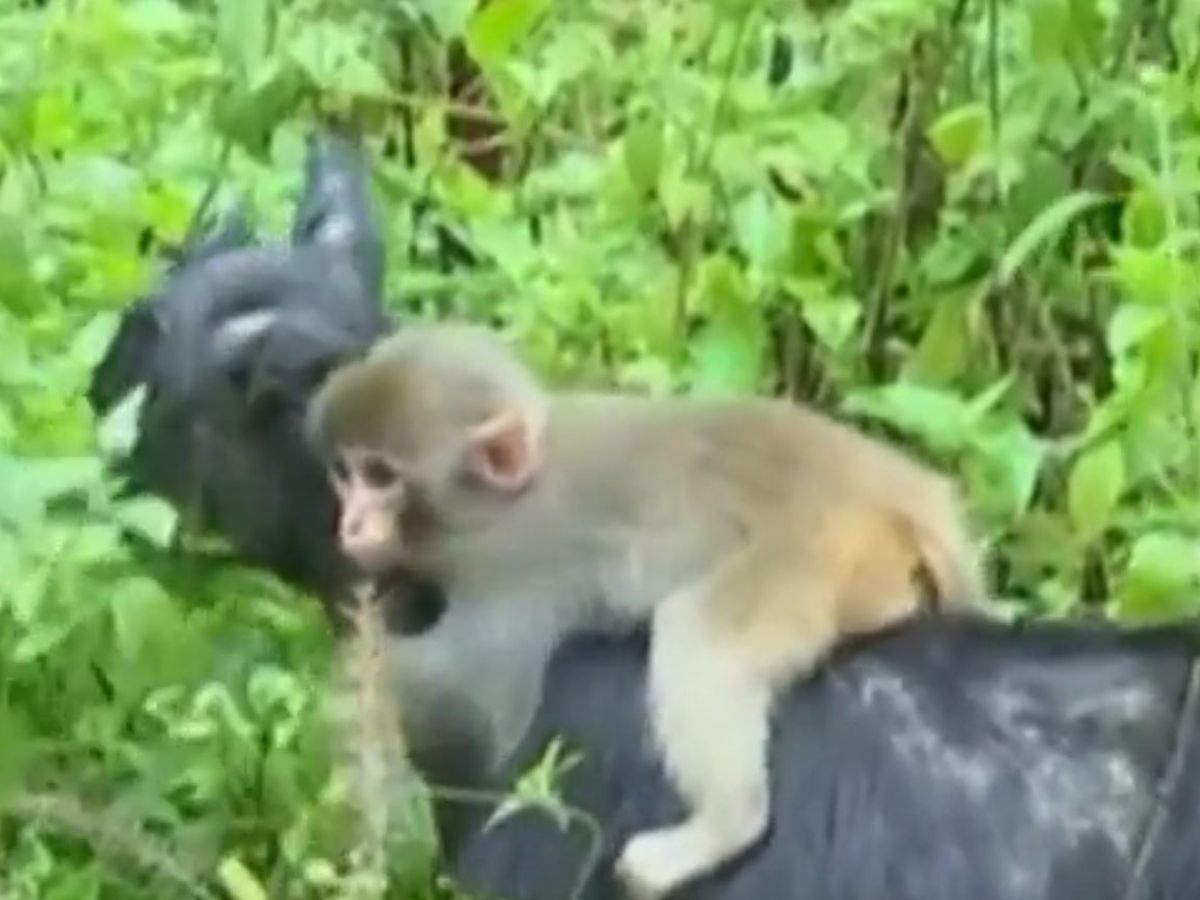 VIDEO. Chine : quand un petit singe et une chèvre forment un couple  inséparable