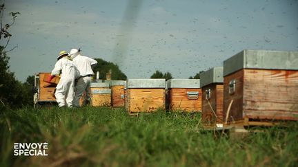 Envoyé spécial. "Mes ruches sont pleines de pesticides, mes abeilles crèvent !" : la détresse des apiculteurs