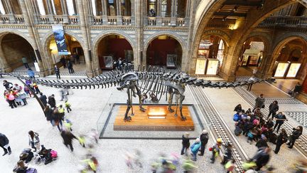 Des visiteurs observent la r&eacute;plique d'un diplodocus dans le hall principal du Mus&eacute;e d'histoire naturelle de Londres (Royaume-Uni), le 29 janvier 2015. (ANDREW WINNING / REUTERS)