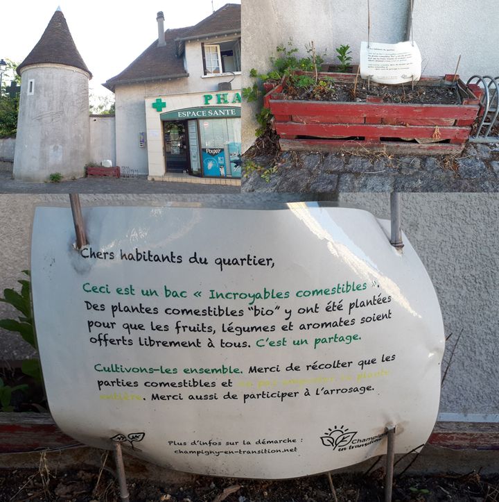 Un bac d'Incroyables comestibles laissé à l'abandon à Champigny-sur-Marne (JYOTIS CALVEZ ET ARIANE SCHWAB / RADIO FRANCE)