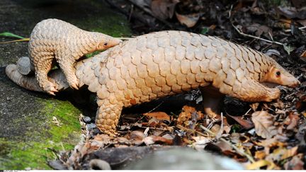 Un bébé pangolin et sa mère, le 2 octobre 2014 à Singapour. (CHINE NOUVELLE/SIPA)