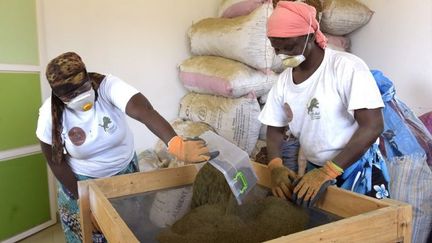 A Diamniadio, ces Sénégalaises tamisent la poudre d'artemisia, une plante qui pourrait offrir une alternative naturelle et bon marché contre le paludisme. (SEYLLOU / AFP)