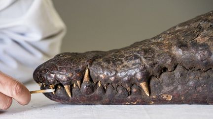 La momie de crocodile en cours de restauration au Louvre Lens
 (PHILIPPE HUGUEN / AFP)